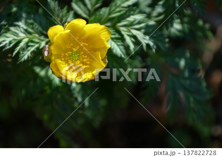 幸福を招く花 幸福を招く花 137822728