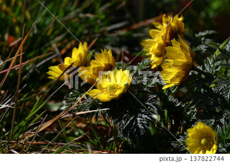 幸福を招く花 137822744