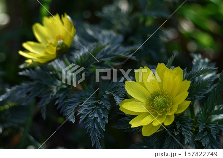 幸福を招く花 137822749