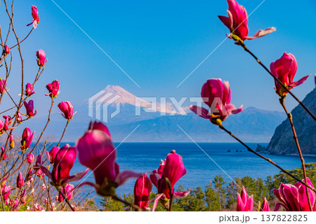 （静岡県）モクレン咲く西伊豆井田　海越しの富士山 137822825