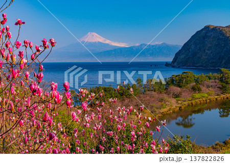 (静岡県)モクレン咲く西伊豆井田 海越しの富士山 (静岡県)モクレン咲く西伊豆井田 海越しの富士山 137822826