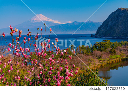 (静岡県)モクレン咲く西伊豆井田 海越しの富士山 (静岡県)モクレン咲く西伊豆井田 海越しの富士山 137822830