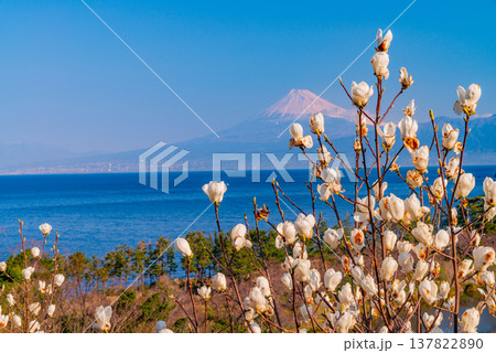 (静岡県)白モクレン咲く西伊豆井田 海越しの富士山 (静岡県)白モクレン咲く西伊豆井田 海越しの富士山 137822890