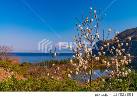 （静岡県）白モクレン咲く西伊豆井田　海越しの富士山 137822891