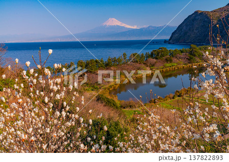 (静岡県)白モクレン咲く西伊豆井田 海越しの富士山 (静岡県)白モクレン咲く西伊豆井田 海越しの富士山 137822893