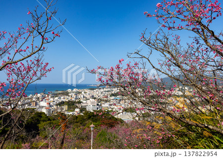 沖縄県名護市名護 名護城公園さくらの園の早咲きの琉球寒緋桜と眼下の青い名護湾と街の景色 沖縄県名護市名護 名護城公園さくらの園の早咲きの琉球寒緋桜と眼下の青い名護湾と街の景色 137822954
