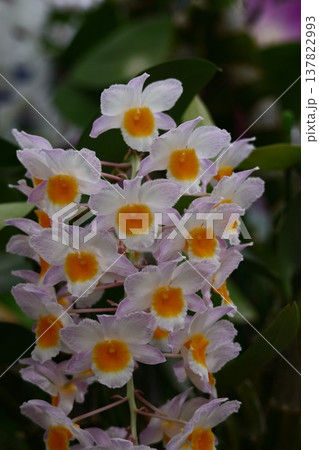 豪華な花 137822993