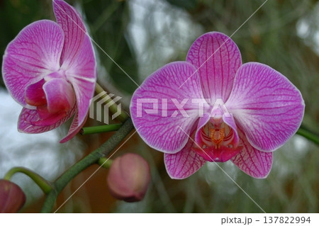 豪華な花 豪華な花 137822994