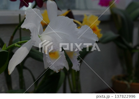 豪華な花 豪華な花 137822996