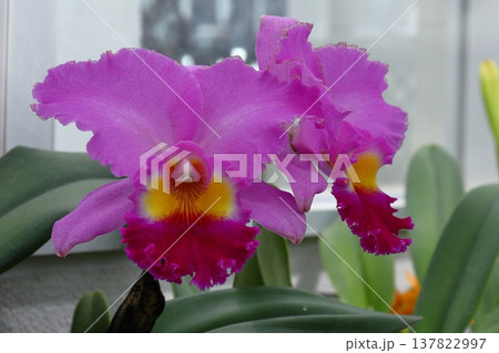 豪華な花 豪華な花 137822997