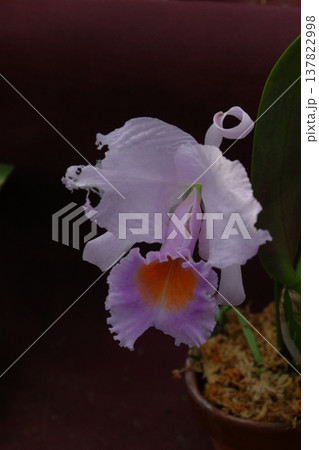 豪華な花 137822998