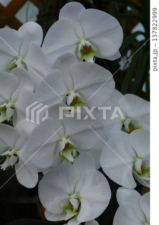 豪華な花 137822999