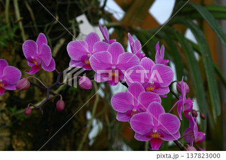 豪華な花 137823000