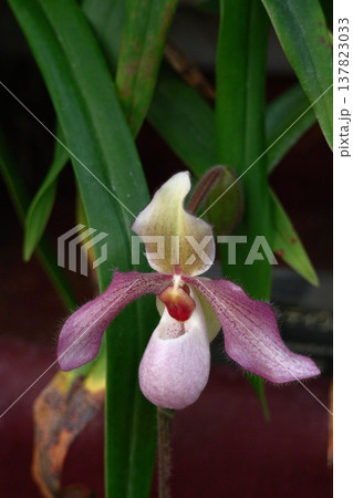 豪華な花 豪華な花 137823033