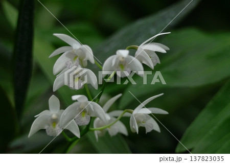 豪華な花 137823035