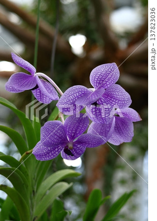 豪華な花 豪華な花 137823036
