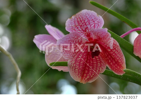 豪華な花 137823037