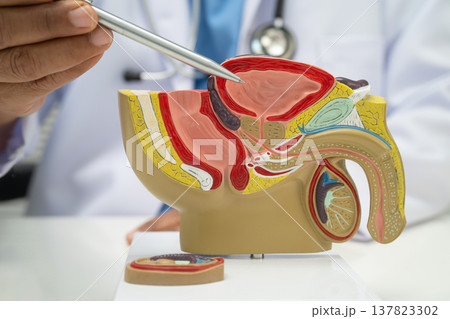 Male reproductive system, Asian doctor holding human anatomy model for study diagnosis and treatment in hospital. Male reproductive system, Asian doctor holding human anatomy model for study diagnosis and treatment in hospital. 137823302
