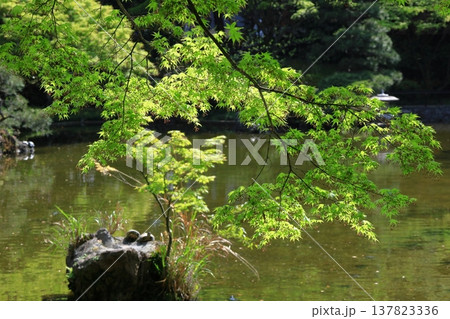 緑萌える 137823336