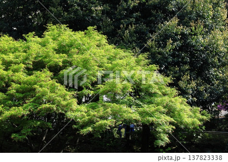 緑萌える 137823338