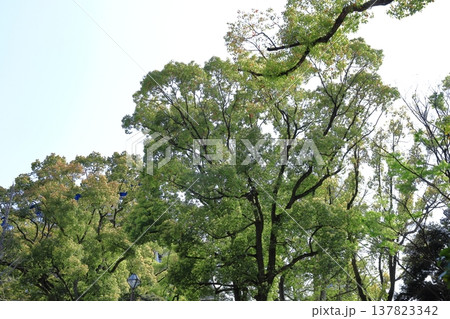 緑萌える 緑萌える 137823342