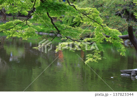 緑萌える 緑萌える 137823344