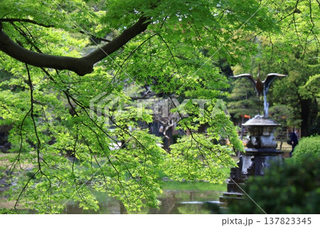 緑萌える 137823345