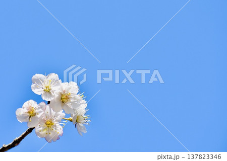 青空とヒガンザクラ 137823346