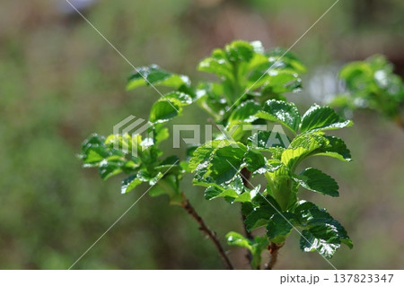 緑萌える 137823347