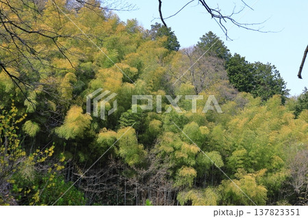 緑萌える 緑萌える 137823351