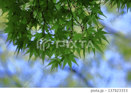 緑萌える 137823353