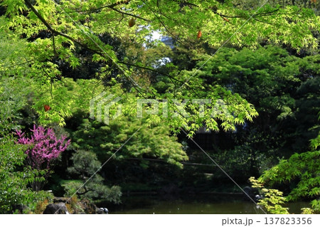 緑萌える 137823356