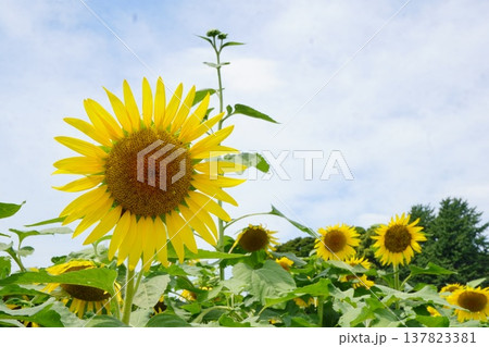 青空の下に咲くひまわり畑 夏の自然と明るさを感じる風景イメージ素材 137823381