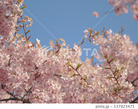 青空と河津桜の風景 青空と河津桜の風景 137823471