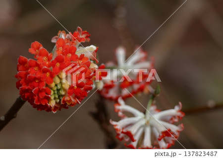 和紙の原料 137823487