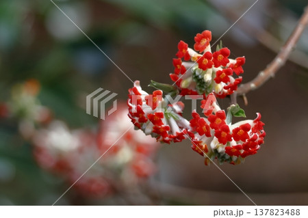 和紙の原料 137823488