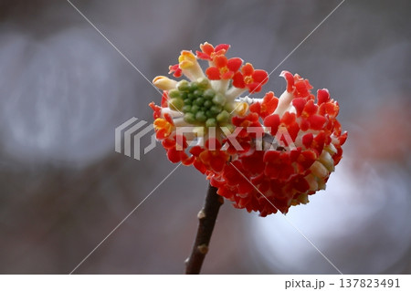 和紙の原料 137823491