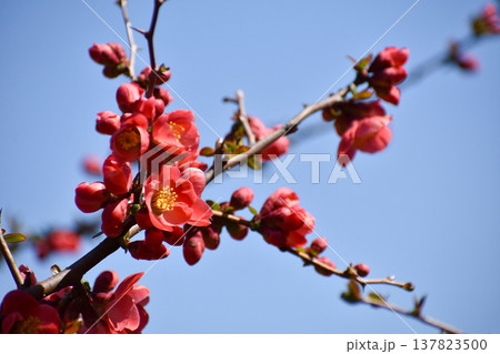 木瓜(ボケ)の花 木瓜(ボケ)の花 137823500