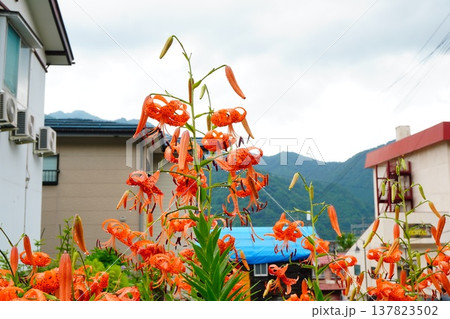夏の住宅地に咲く鮮やかなオニユリと山並みの風景 137823502