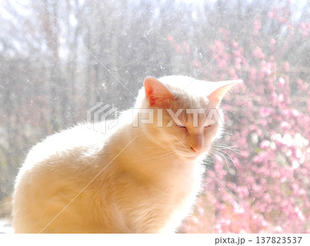 白猫の日向ぼっこ 窓の外に咲く桃の花 白猫の日向ぼっこ 窓の外に咲く桃の花 137823537