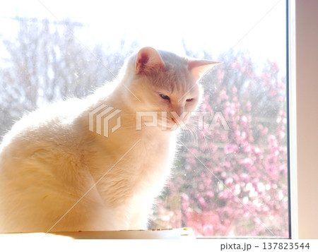 白猫の日向ぼっこ 窓の外に咲く桃の花 白猫の日向ぼっこ 窓の外に咲く桃の花 137823544