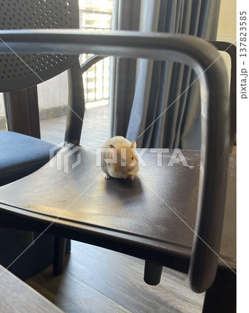 a small white hamster sitting on a chair 137823585