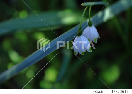 釣鐘状の白い花が下向きに咲く 釣鐘状の白い花が下向きに咲く 137823611