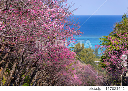 沖縄県国頭郡今帰仁村今泊 坂道沿いの早咲きの琉球寒緋桜のさくら並木と遠くに見える青い海 沖縄県国頭郡今帰仁村今泊 坂道沿いの早咲きの琉球寒緋桜のさくら並木と遠くに見える青い海 137823642
