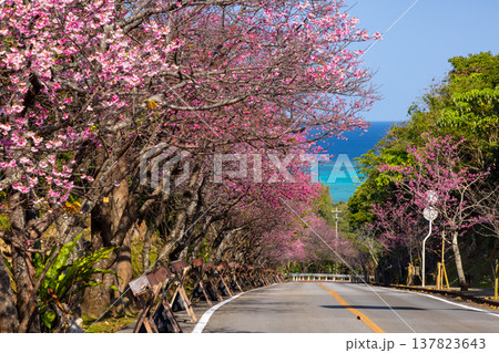 沖縄県国頭郡今帰仁村今泊 坂道沿いの早咲きの琉球寒緋桜のさくら並木と遠くに見える青い海 沖縄県国頭郡今帰仁村今泊 坂道沿いの早咲きの琉球寒緋桜のさくら並木と遠くに見える青い海 137823643