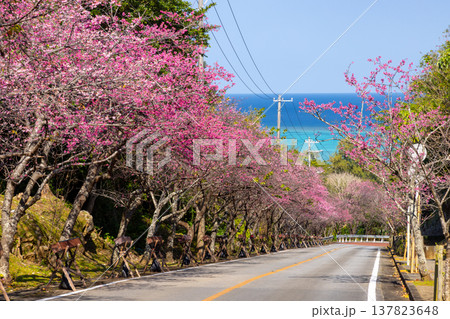 沖縄県国頭郡今帰仁村今泊　坂道沿いの早咲きの琉球寒緋桜のさくら並木と遠くに見える青い海 137823648