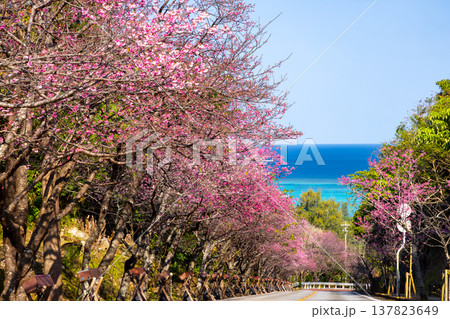 沖縄県国頭郡今帰仁村今泊 坂道沿いの早咲きの琉球寒緋桜のさくら並木と遠くに見える青い海 沖縄県国頭郡今帰仁村今泊 坂道沿いの早咲きの琉球寒緋桜のさくら並木と遠くに見える青い海 137823649