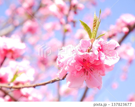 春 青空と満開の桃の花 春 青空と満開の桃の花 137823677