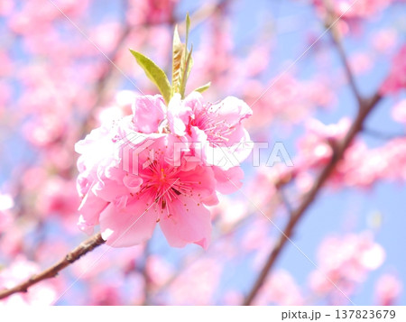 春 青空と満開の桃の花 春 青空と満開の桃の花 137823679