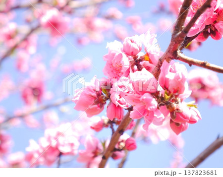 春 青空と満開の桃の花 春 青空と満開の桃の花 137823681